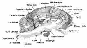 Sheep Brain Dissection Worksheet Inspirational the Cutting Edge Exploring Sheep organs