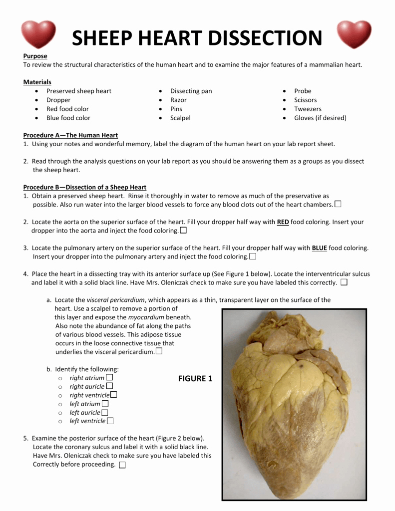 Sheep Brain Dissection Worksheet Lovely Sheep Brain Dissection Analysis Worksheet Answers