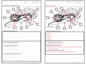 Sheep Brain Dissection Worksheet New Introduction to Sheep Brain Dissection Half Sheets by