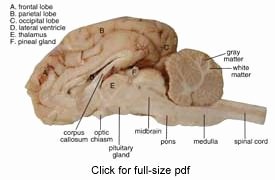 Sheep Brain Dissection Worksheet Unique Sheep Brain Dissection Guide with &amp; Worksheets