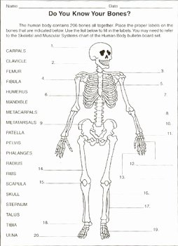 Skeletal System Labeling Worksheet Pdf Awesome Label the Bones Worksheet by Samuel Granger