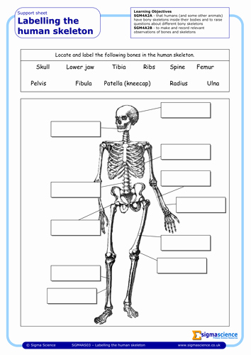 Skeletal System Labeling Worksheet Pdf Awesome Sgm4as03 Labelling the Human Skeleton by Sigmascience