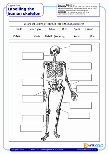 Skeletal System Labeling Worksheet Pdf