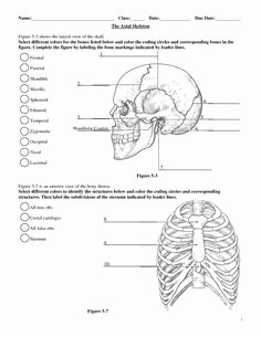 Skeletal System Labeling Worksheet Pdf Awesome Skeleton Label Worksheet with Answer Key