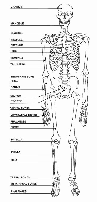 Skeletal System Labeling Worksheet Pdf