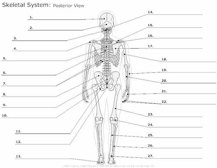 Skeletal System Labeling Worksheet Pdf Beautiful 12 Best Of Muscular System Worksheet Answers