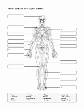 Skeletal System Labeling Worksheet Pdf Beautiful Skeletal System Worksheet by Human Body