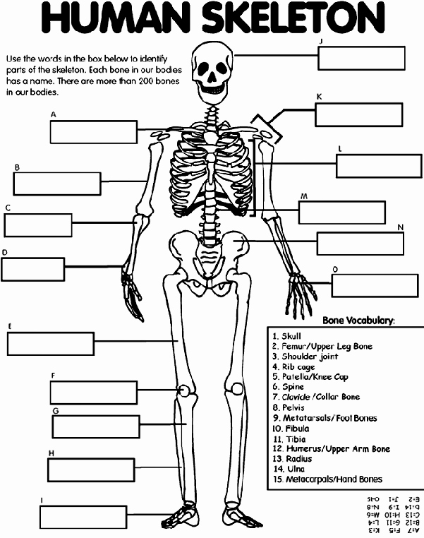 Skeletal System Labeling Worksheet Pdf Best Of Human Skeleton Coloring Page