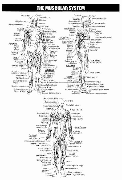 Skeletal System Labeling Worksheet Pdf Best Of Skeletal System Worksheet
