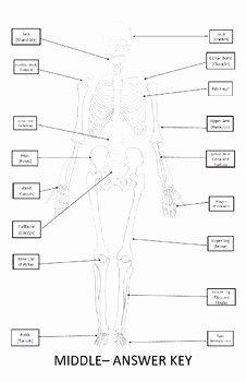Skeletal System Labeling Worksheet Pdf Elegant Skeletal System Worksheet 11x17 Label Bones Of the
