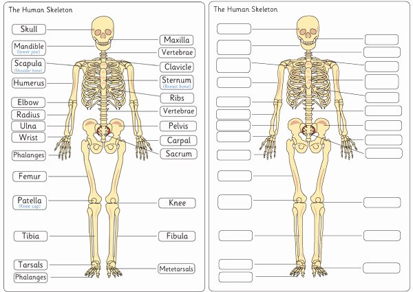 Skeletal System Labeling Worksheet Pdf Fresh Human Skeleton Diagram Labelling Sheets