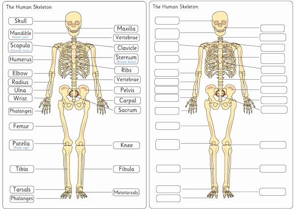 Skeletal System Labeling Worksheet Pdf