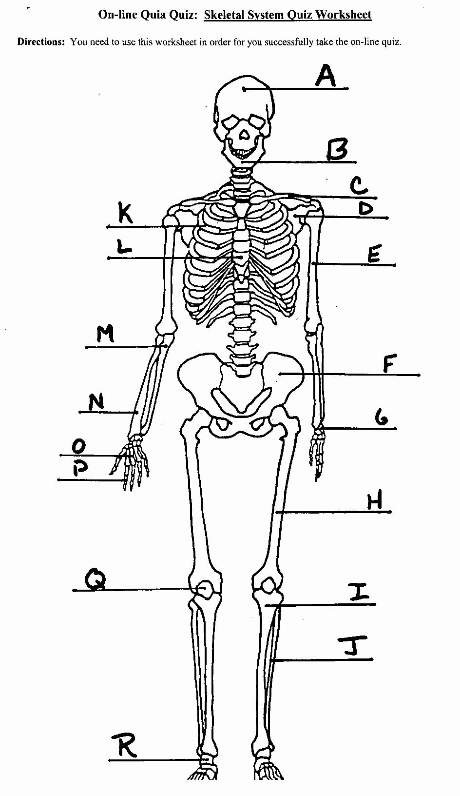 Label The Skeletal System Worksheet