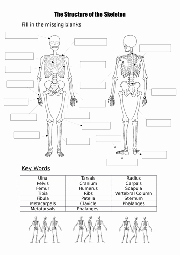 Skeletal System Labeling Worksheet Pdf Fresh Label A Blank Skeleton with Key Words by Burnsinwigan