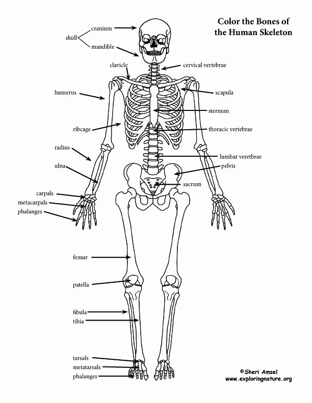 Skeletal System Labeling Worksheet Pdf Fresh Skeleton Labeled Coloring Page