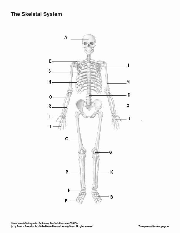 Skeletal System Labeling Worksheet Pdf