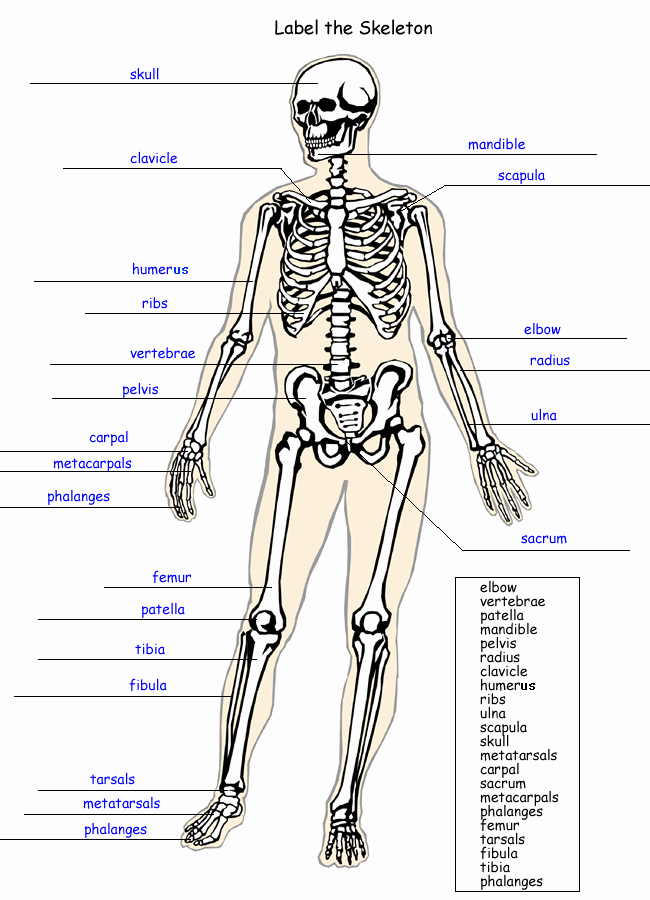 Skeletal System Labeling Worksheet Pdf Inspirational Label the Skeleton Worksheet Homeschool Helper