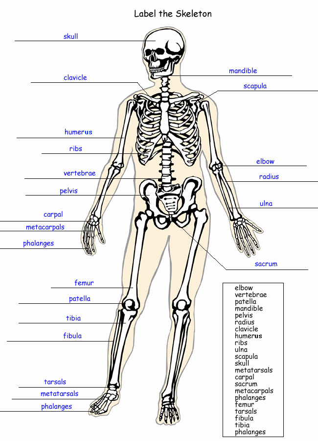 Skeletal System Labeling Worksheet Pdf