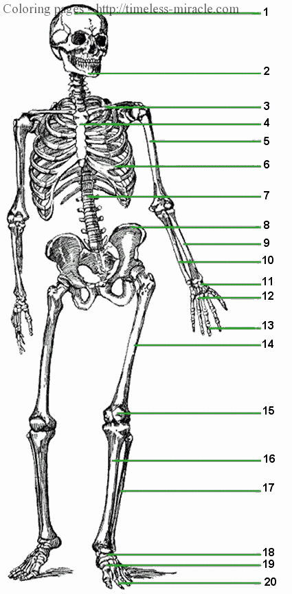 Skeletal System Labeling Worksheet Pdf