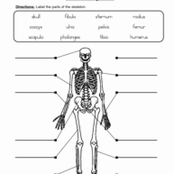 Skeletal System Labeling Worksheet Pdf