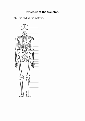 Skeletal System Labeling Worksheet Pdf