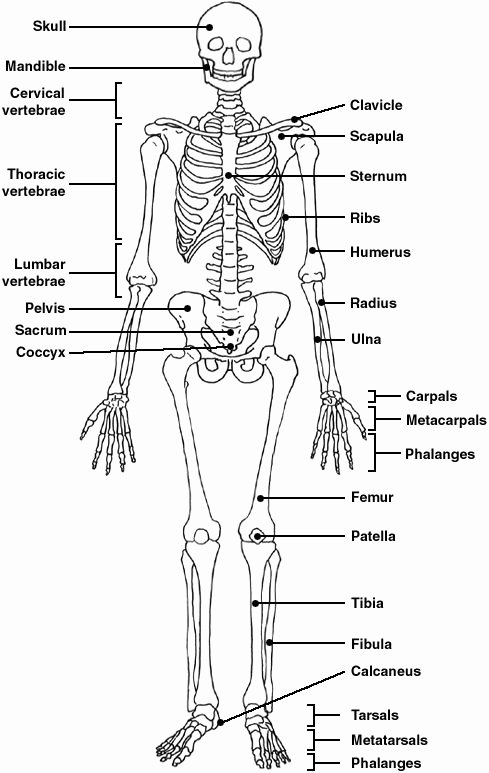 Skeletal System Labeling Worksheet Pdf