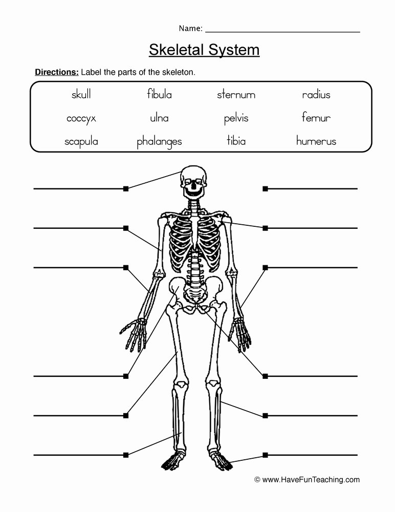 Skeletal System Labeling Worksheet Pdf New Skeletal System Worksheet 2