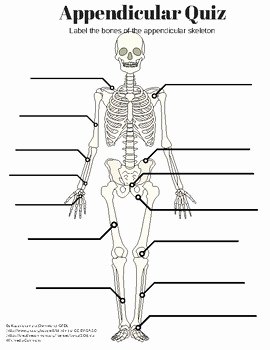 Skeletal System Labeling Worksheet Pdf Unique Appendicular Skeleton Labeling Quiz and Key by Amazing