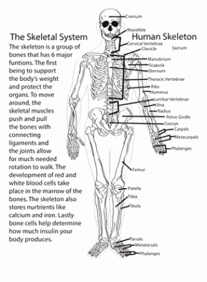 Skeletal System Worksheet Pdf Awesome Human Skeleton Anatomy Activity Answers – Periodic