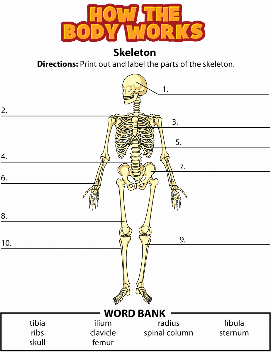 Skeletal System Worksheet Pdf Elegant Activity Bones