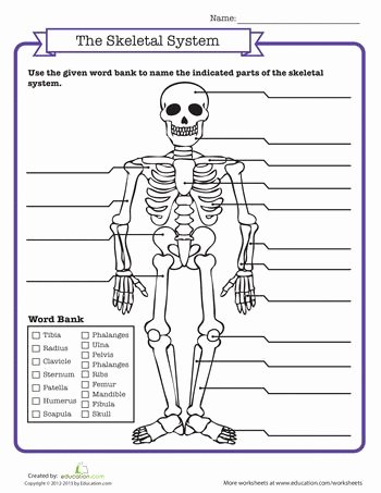 Skeletal System Worksheet Pdf Elegant Skeletal System Quiz 3rd Grade Science Ideas