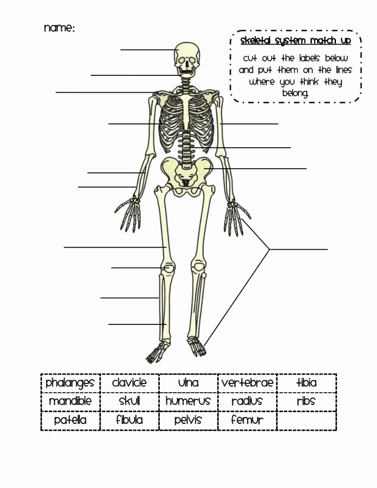 Skeletal System Worksheet Pdf Fresh 25 Best Ideas About Skeletal System On Pinterest