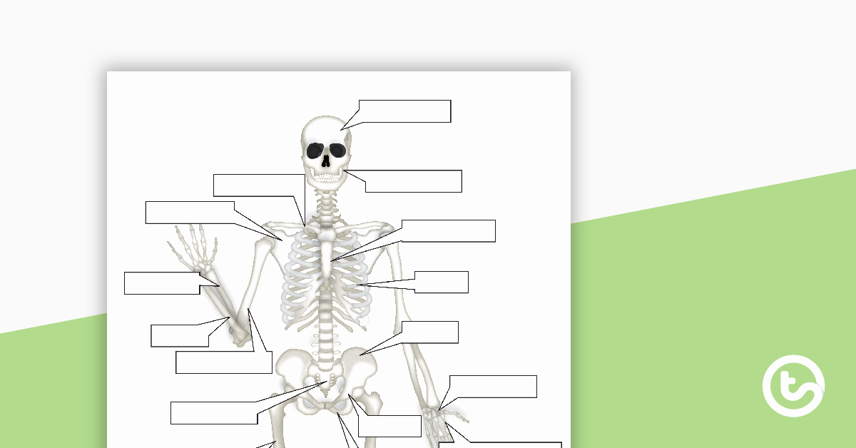Skeletal System Worksheet Pdf Fresh the Human Skeletal System Worksheet