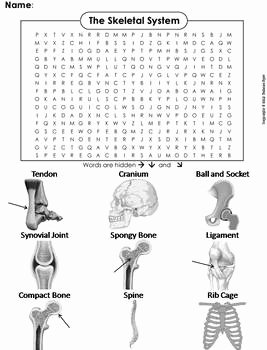 Skeletal System Worksheet Pdf Inspirational Human Body Systems Word Search Bones and Skeletal System