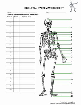 Skeletal System Worksheet Pdf Lovely Skeletal System Worksheet by Family 2 Family Learning