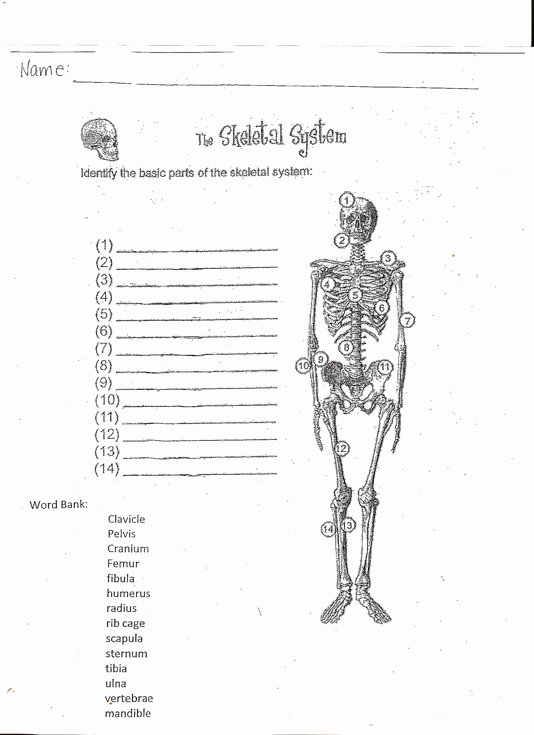 Skeletal System Labeling Worksheet Pdf