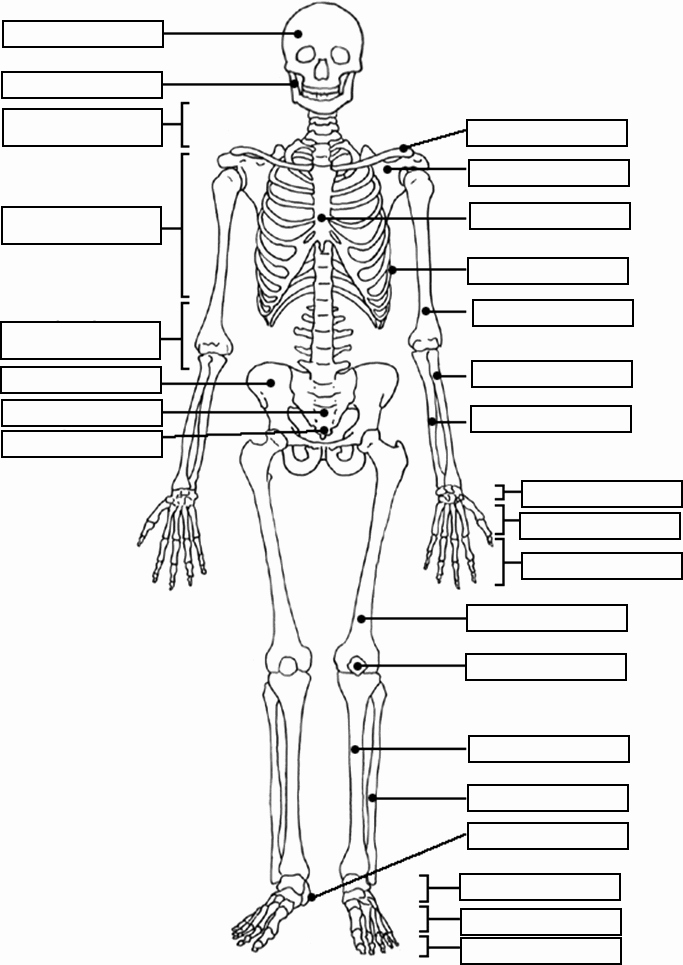 Skeletal System Worksheet Pdf Luxury Skeleton Label Worksheet with Answer Key