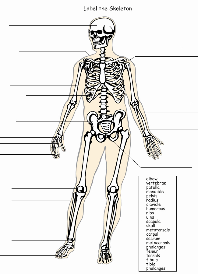 Skeletal System Worksheet Pdf New Skeleton 6 Skeletal System with Labels Skeleton Label