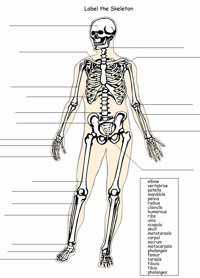 Skeletal System Labeling Worksheet Pdf