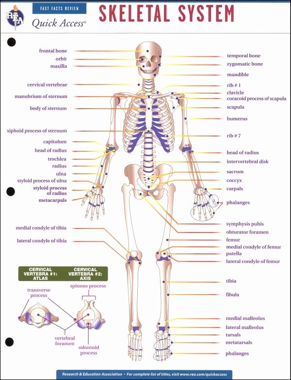 Skeletal System Worksheet Pdf Unique 29 Best Images About Radiology On Pinterest