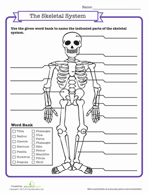 Skeletal System Worksheet Pdf Unique Skeletal System Quiz Worksheet