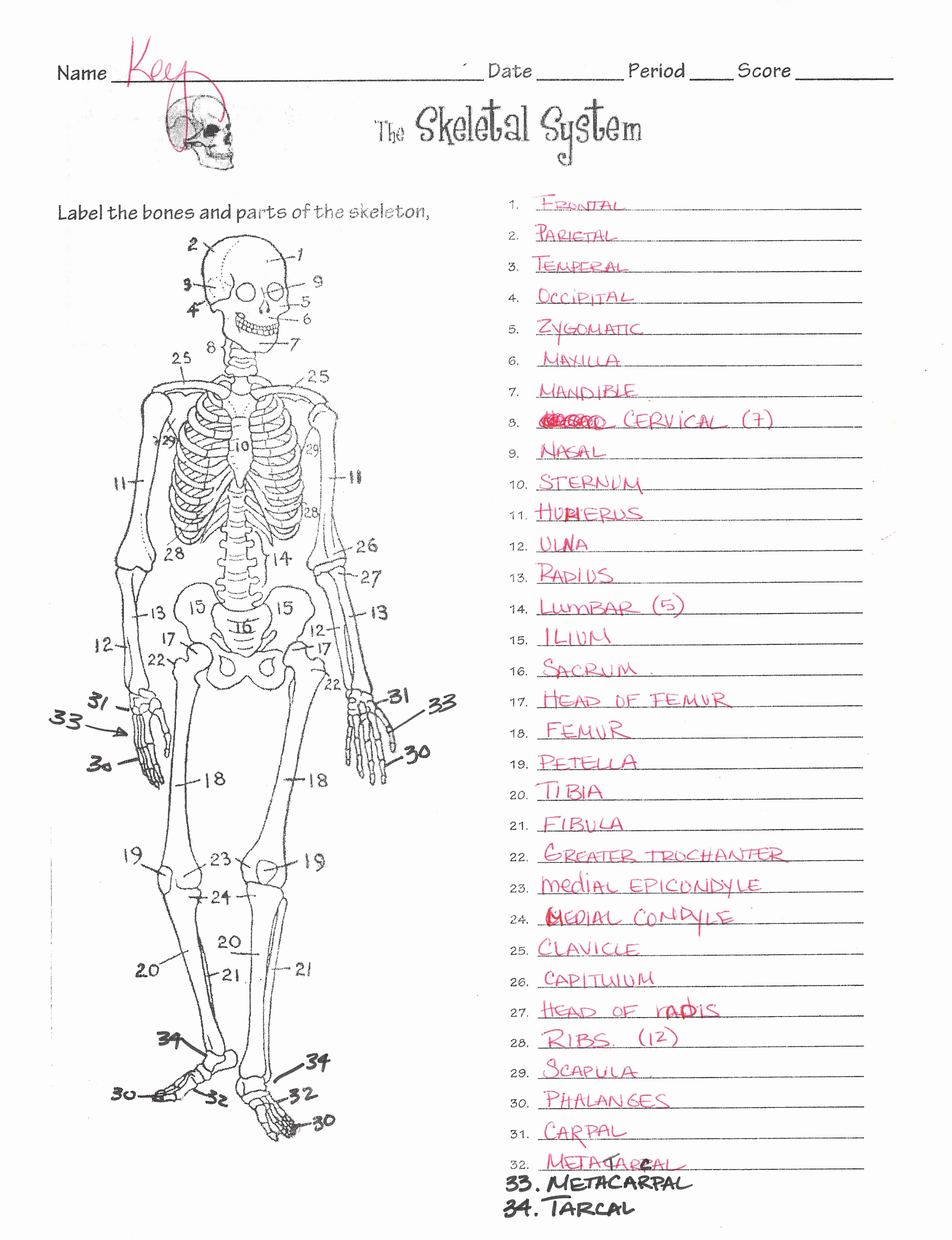 Skeletal System Worksheet Pdf Unique Worksheet Skeletal System Labeling Worksheet Grass Fedjp