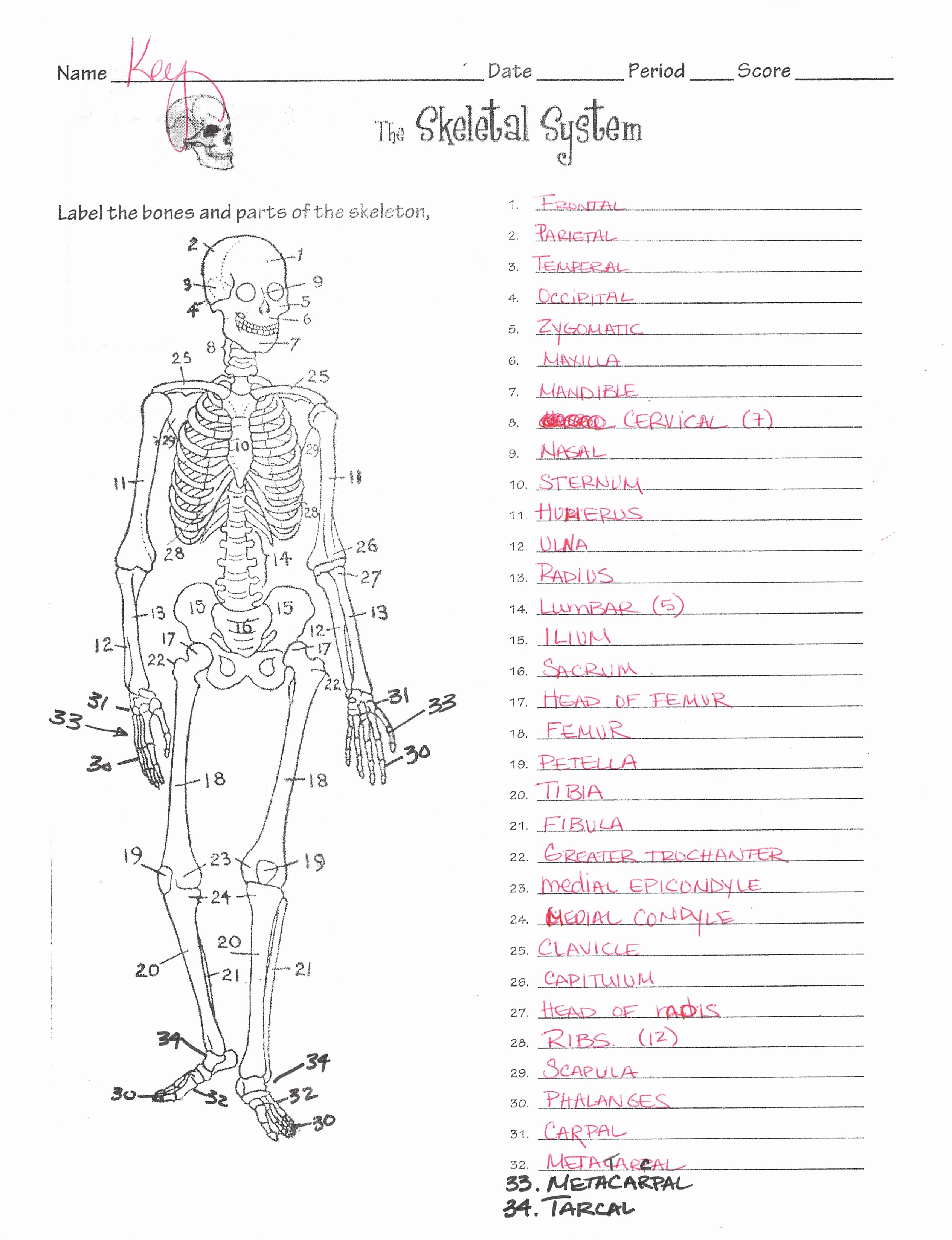 Skeletal System Labeling Worksheet Pdf