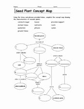 Skills Worksheet Concept Mapping Luxury Seed Plant Concept Map 6th 9th Grade Worksheet