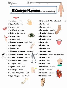Spanish Body Parts Worksheet Best Of El Cuerpo Humano Body Parts In Spanish Bundle Packet by