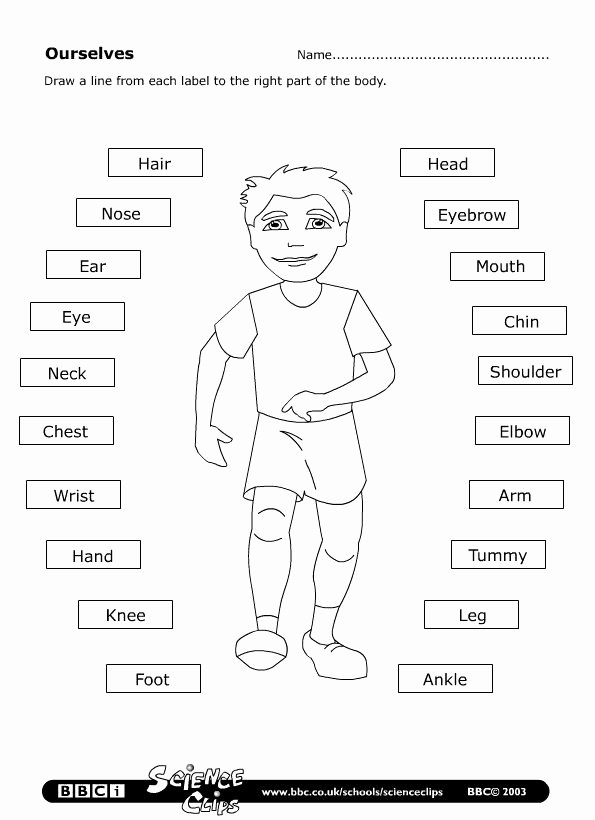 Spanish Body Parts Worksheet Fresh Best 25 Parts Of the Body Ideas On Pinterest