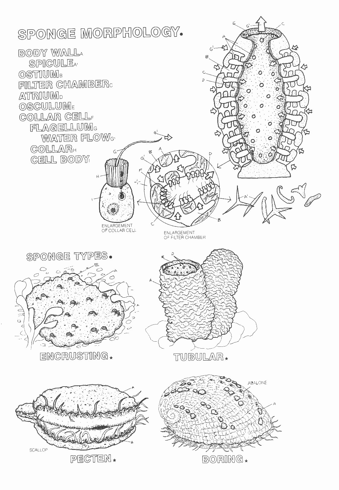 Sponges A Coloring Worksheet Awesome Sponges Coloring Worksheet Key Questions A Coloring Pages