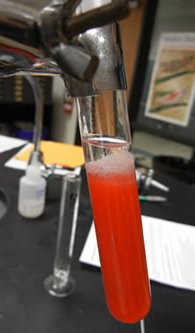 Strawberry Dna Extraction Lab Worksheet Beautiful Dna Extraction