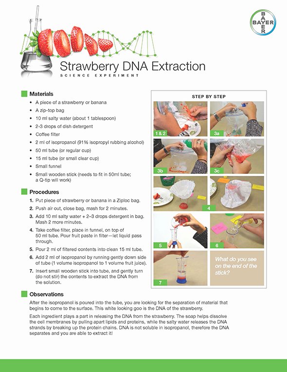 Strawberry Dna Extraction Lab Worksheet Lovely Can You See Dna with the Blind Eye