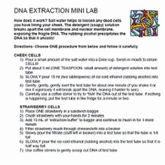 Strawberry Dna Extraction Lab Worksheet Luxury Lab Dna Extraction From Human Cheek Cells